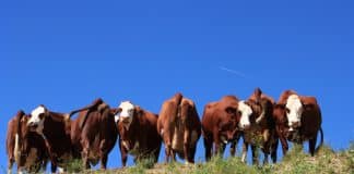 vaches abondance sur les hauteurs de Sallanches