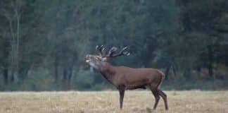 brame du cerf à l'automne