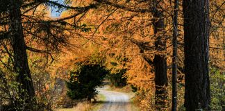 forêt couleurs d'automne