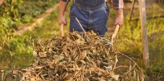 tas de branches dans une brouette