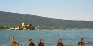 Nourrir les canards Annecy