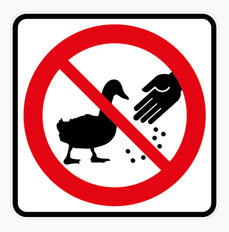 Interdiction de nourrir les canards du lac d'Annecy