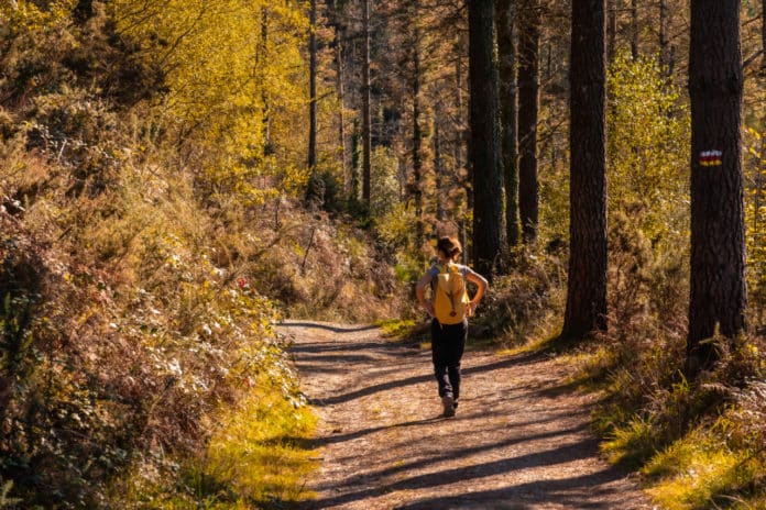 Promenade dans les bois autour d'Annecy