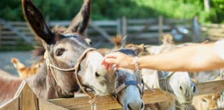 Fermes pédagogiques en Haute-Savoie et Savoie