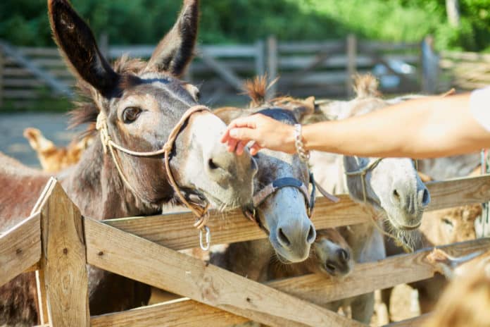 Fermes pédagogiques en Haute-Savoie et Savoie