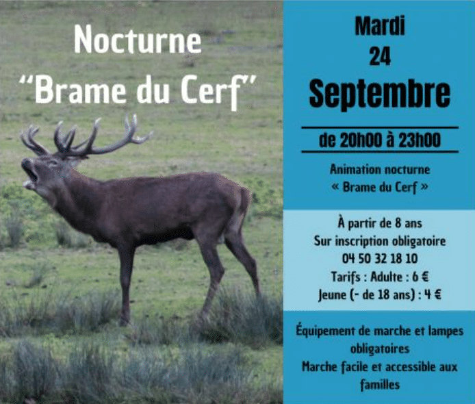 Brame du cerf 2024 Haute-Savoie