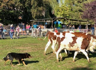 Foire d'automne de Reignier 2024