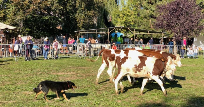 Foire d'automne de Reignier 2024