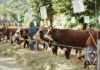 Foire d'automne en Haute-Savoie