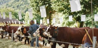 Foire d'automne en Haute-Savoie