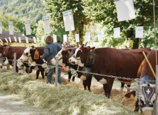 Foire d'automne en Haute-Savoie