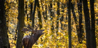 Brame du cerf 2024 Haute-Savoie