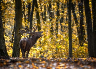 Brame du cerf 2024 Haute-Savoie