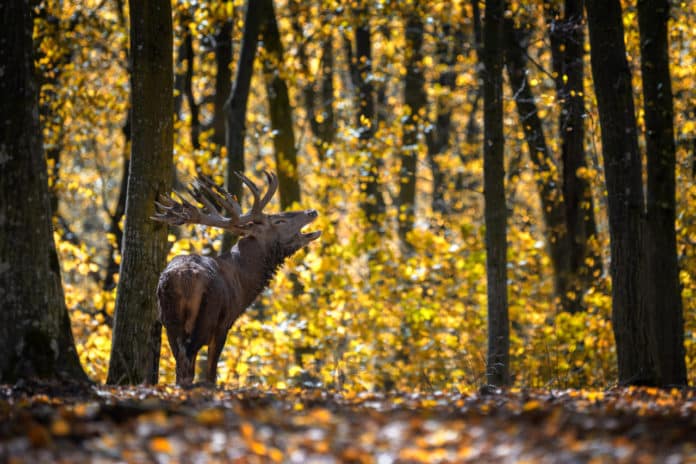 Brame du cerf 2024 Haute-Savoie