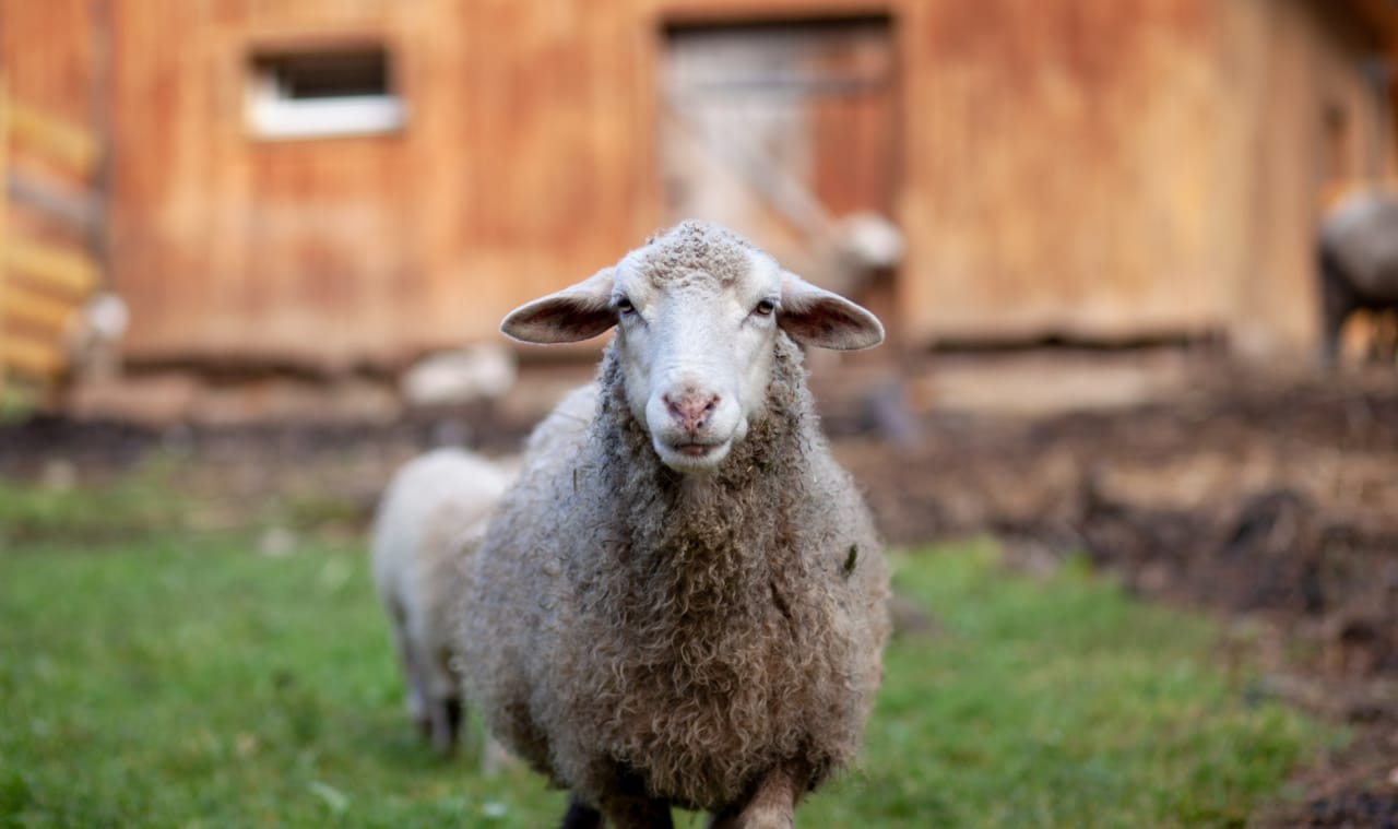 Foire Cantonale aux Moutons & aux Chèvres 2024 la Clusaz