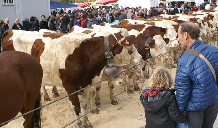 Foire de la saint-martin 2024 Seyssel programme date infos