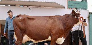 photo concours vache foire de la saint-denis