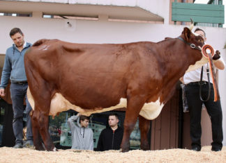 photo concours vache foire de la saint-denis