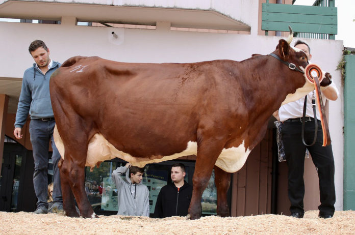 photo concours vache foire de la saint-denis